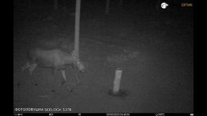 ФотоЛовушка в лесу. Попались волки и лоси. Seelock s378