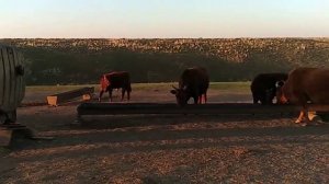Скот Калмыцкой породы на водопое