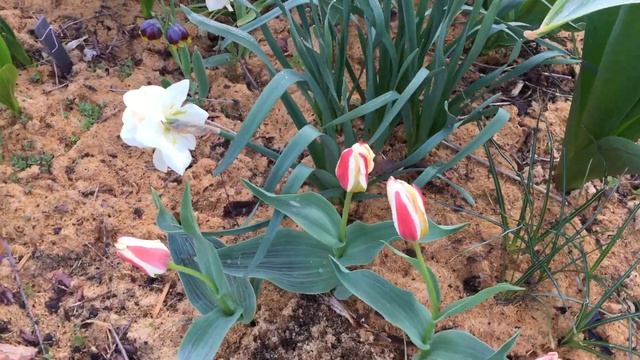 Тюльпаны "Holland Beauty", "Johann Strauss", "Praestans Zwanenburg", "Praestans Shogun" смотреть онлайн