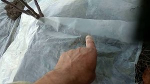 Как сохранить молодые саженцы плодовых деревьев зимой.