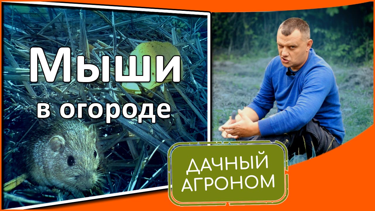 Новый агроном еще утром предупреждал что. Агроном земля прогрелась.