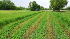 Косим люцерну второй укос. Качественное сено.