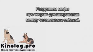 Нужно ли быть собаке вожаком