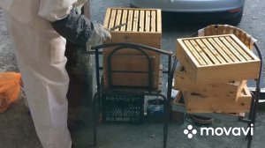 Наш первый опыт с пчёлами / Альпийский улей