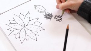 Floral Illustration Alphabet | Drawing the Letter "C" With Clematis Flowers