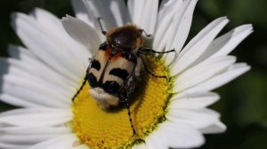 Жук восковик на ромашке