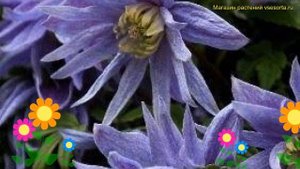 Клематис гибридный Майдвелл Холл. Краткий обзор, описание характеристик clematis Maidwell Hall