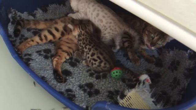 Spot and Lula - Bengal kittens смотреть онлайн