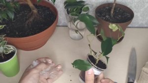 Фикус Бенджамина Вианди, Николь, Регидан. Новинки в моей коллекции Фикусов. Распаковка посылки.