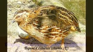 Охотничьи птицы Красноярского края