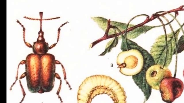 #Вредители. Вишневый слоник и интересные факты о нем
