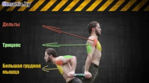 Какие мышцы работают при отжимании на брусьях