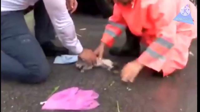 Котенок попал под сильный ливень и уже не дышал но рядом оказался человек готовый помочь