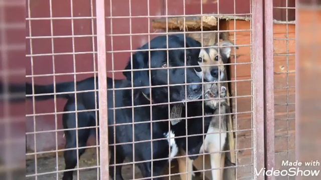 Приют Новый Ковчег смотреть онлайн