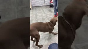 Веймаранер Марс Inst. mars.weimaraner