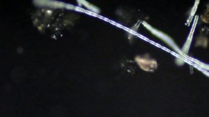 Испытание поляризационного микроскопа на базе Биолам Р-15