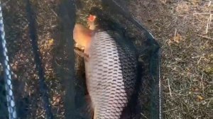 Осенняя рыбалка на сазана🔞 Сека на рыбалке )))) Балик ови Сазан Baliq avi sazan  Carp fishing