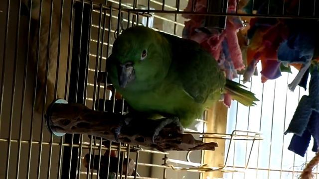 Petunia смотреть онлайн