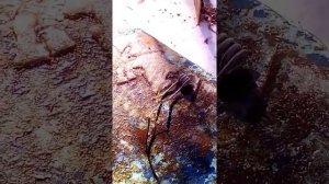 Взрыв-кипятильник,электрочайник без воды.