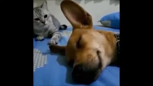 ты такого не видел! Как пукают животные