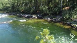 р. Рыбная (Казыр-2018)