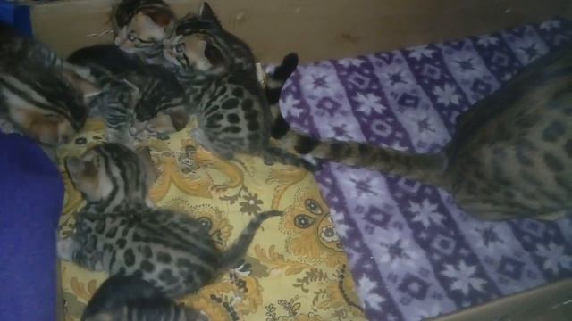 Золото Бенгалов котятам 3 недели питомник бенгальских кошек Екатеринбург, бенгальские кошки