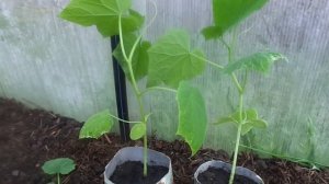 Как правильно высадить рассаду огурцов в теплицу.