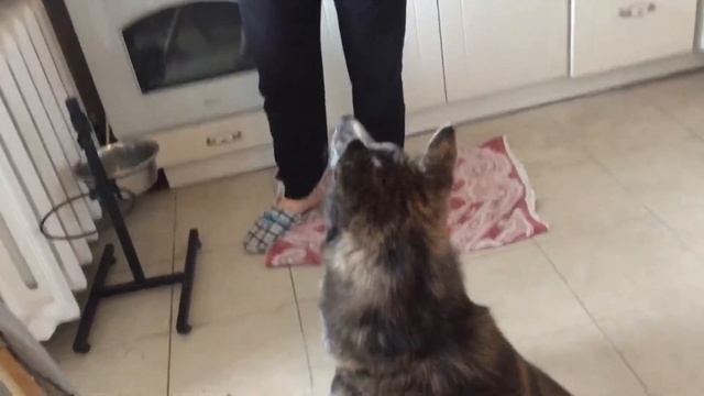 Hungry Akita Inu Голодная тигровая акита ину﻿ смотреть онлайн