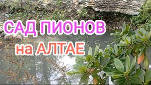 красивый САД ПИОНОВ 🌺 в Горном Алтае