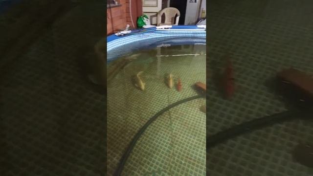 Не большое рыбное хозяйство и ОЗВ своими руками.