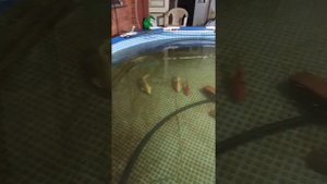 Не большое рыбное хозяйство и ОЗВ своими руками.