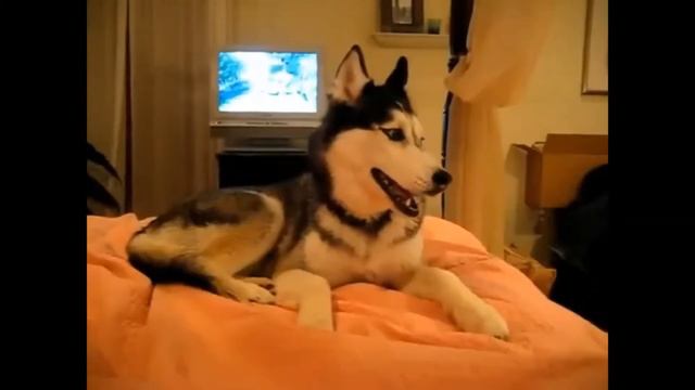 ГОВОРЯЩИЕ КОТЫ И СОБАКИ