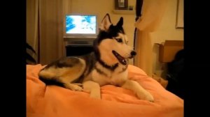 ГОВОРЯЩИЕ КОТЫ И СОБАКИ