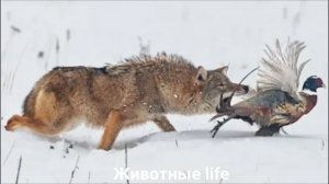КОЙОТ?/Животные life/Собаки/Животные/Интересные факты