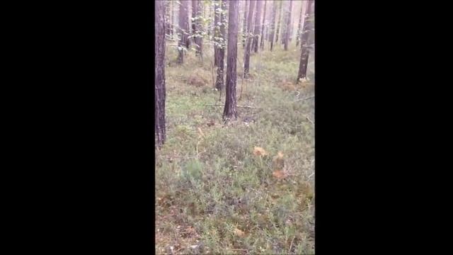 Сюрпризы на тихой охоте смотреть онлайн