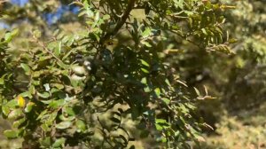 Березки Новой Зеландии. Настоящие и не очень