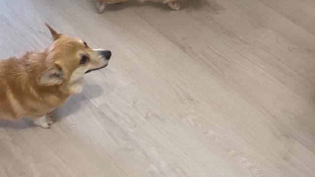 ПАПА похудел на 52 кг! ?Сэдди, ТЫ ЧТО ДЕЛАЕШЬ?♀️ смотреть онлайн