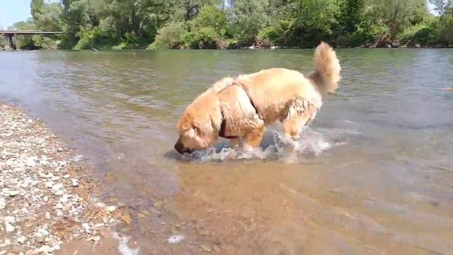 Кавказская овчарка. Ака Мела. 10мая, река