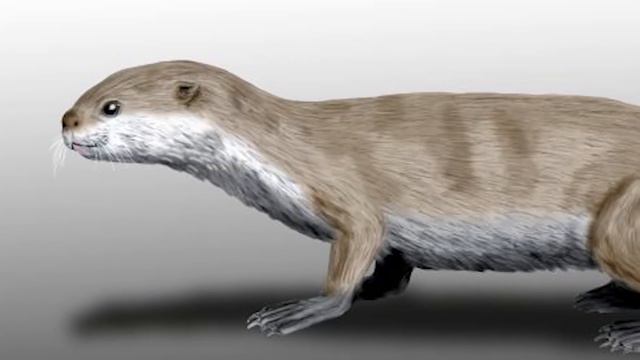 12 Weirdest Relatives in the Animal Kingdom смотреть онлайн