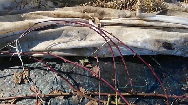 Как перезимовала моя ежевика. Омск, 7 апреля 2019 смотреть онлайн