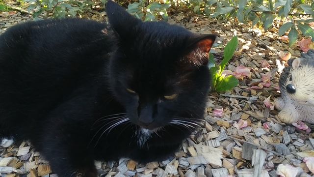 Черная кошка и ёж