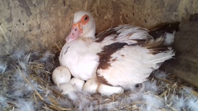 Иду за утятами/очередной вывод/утки на гнездах смотреть онлайн