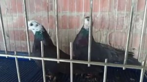Продажа голубей - Чили.