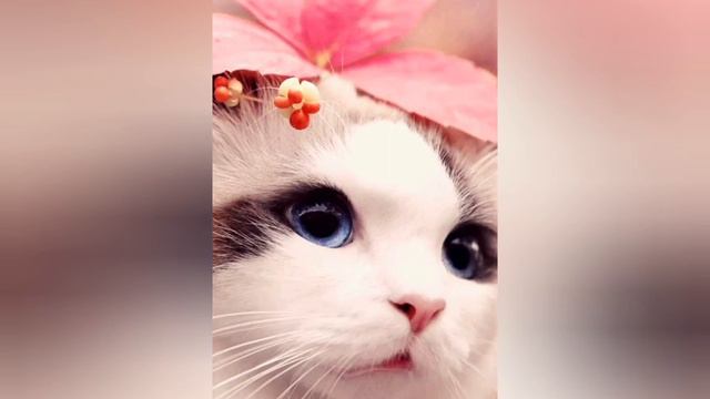 с добрым утром /очень милые котики /отправь другу утром /прекрасного дня