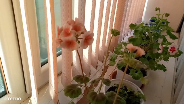 петуния герань пеларгония георгины фуксия и другие смотреть онлайн