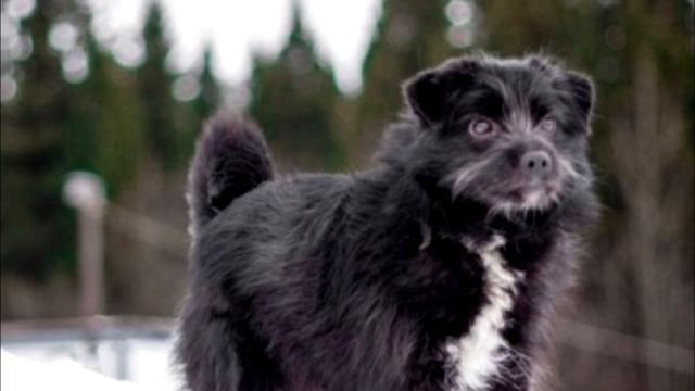 Хозяева переехали оставив собаку привязанной во дворе. Она плакала и звала на помощь!
