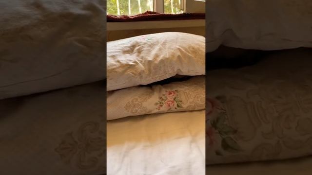 Как выглядит чихуахуа в 2,5 года смотреть онлайн