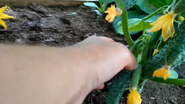 огурец Кураж F1 смотреть онлайн