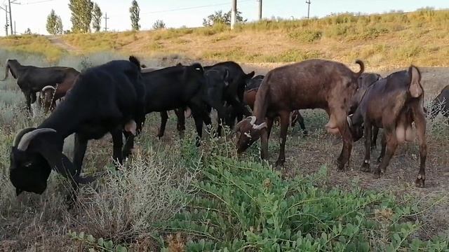 Козы Шами Тел +994557793997 смотреть онлайн