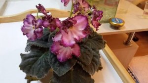 Ле Мон Сен Мишель Первое цветение молодой розетки